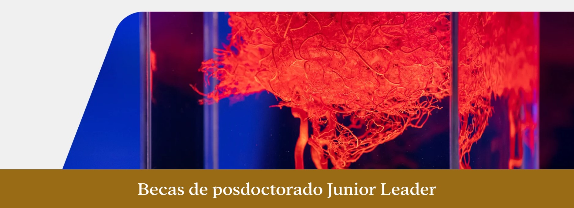 Becas-postgrado-junior-leader-2025